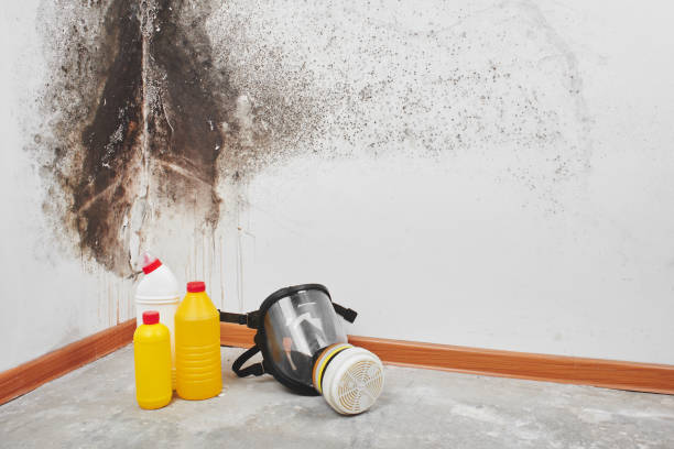 Best Commercial Mold Removal  in East Rockingham, NC