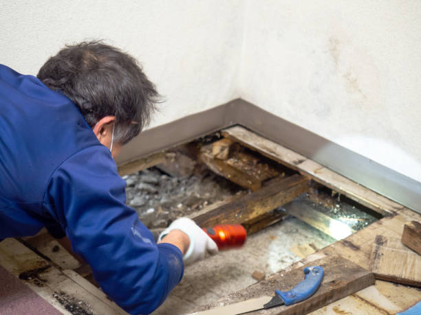 Best Same-Day Mold Removal  in East Rockingham, NC