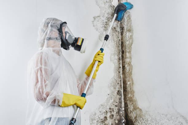Best Mold Remediation  in East Rockingham, NC