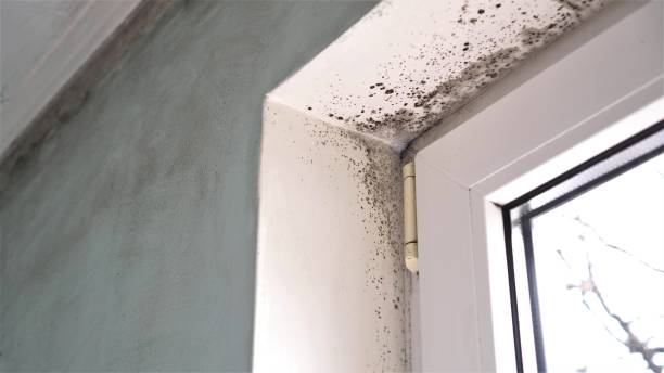 Best Same-Day Mold Removal  in East Rockingham, NC