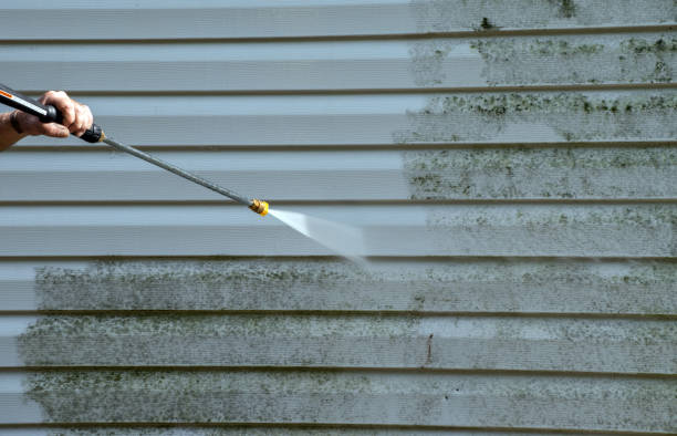 Best Professional Mold Removal  in East Rockingham, NC
