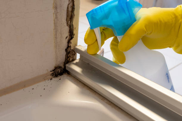 Best Best Mold Removal Companies  in East Rockingham, NC