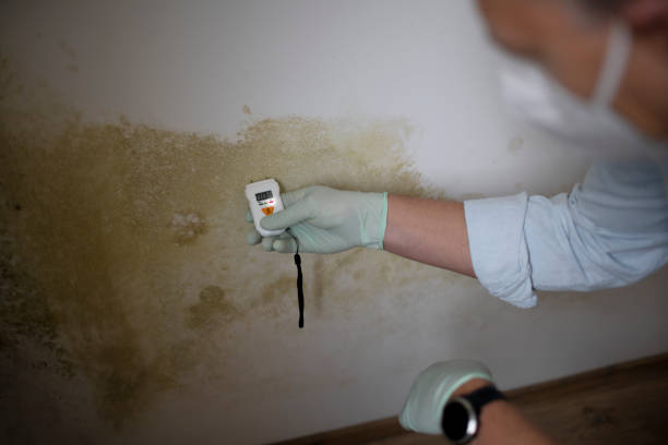 Best Certified Mold Removal  in East Rockingham, NC