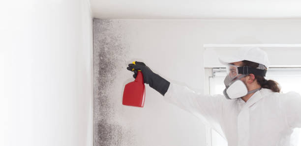 Best Home Mold Removal  in East Rockingham, NC