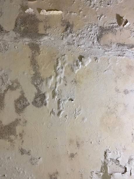 Best Black Mold Removal  in East Rockingham, NC