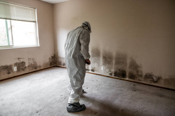 Best Office Mold Removal Services  in East Rockingham, NC