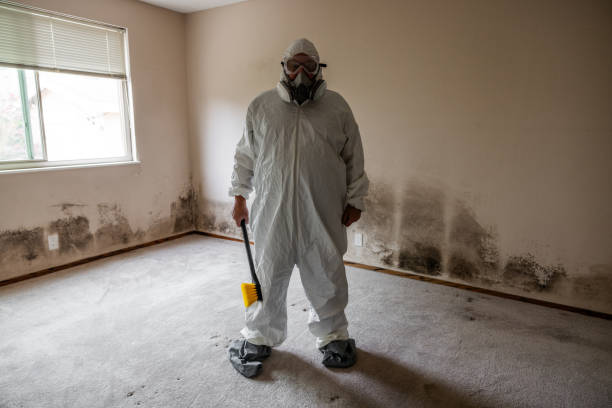 Best Local Mold Removal Service  in East Rockingham, NC
