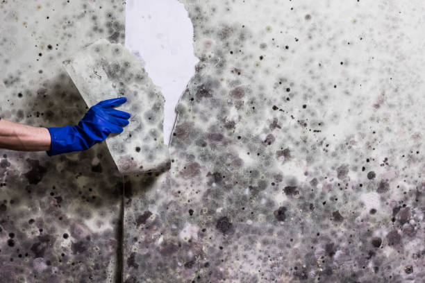 Best Mold Damage Repair  in East Rockingham, NC